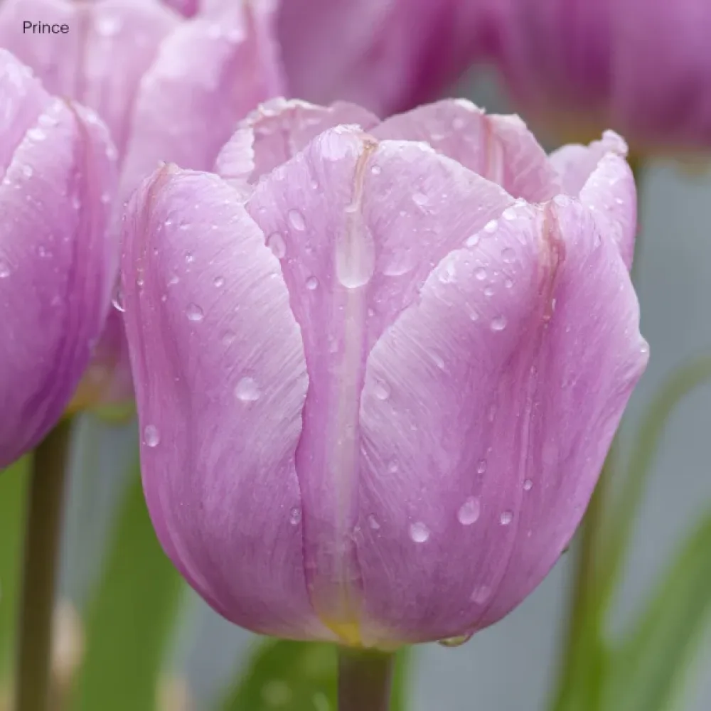 Tulipan Light Pink Prince (różowy)