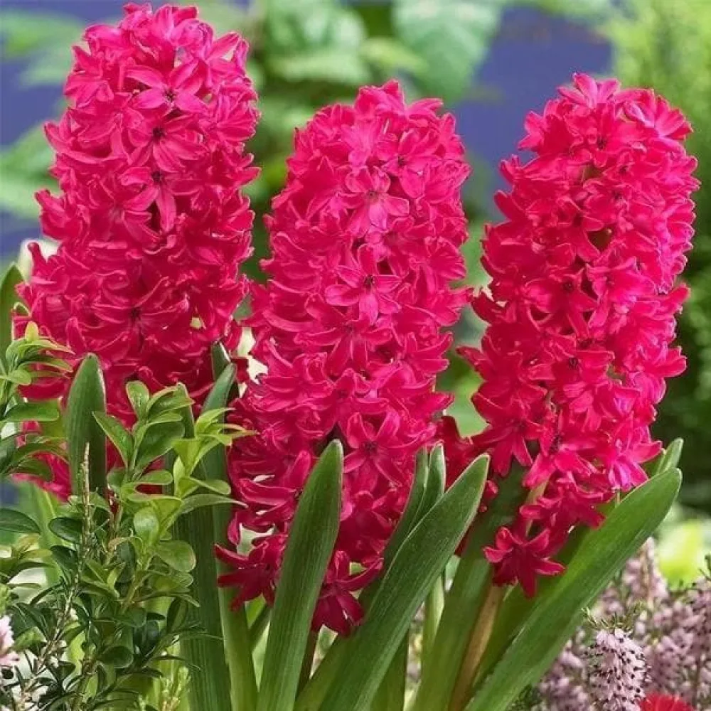 Hiacynt SCARLET PEARL (szkarłatny)