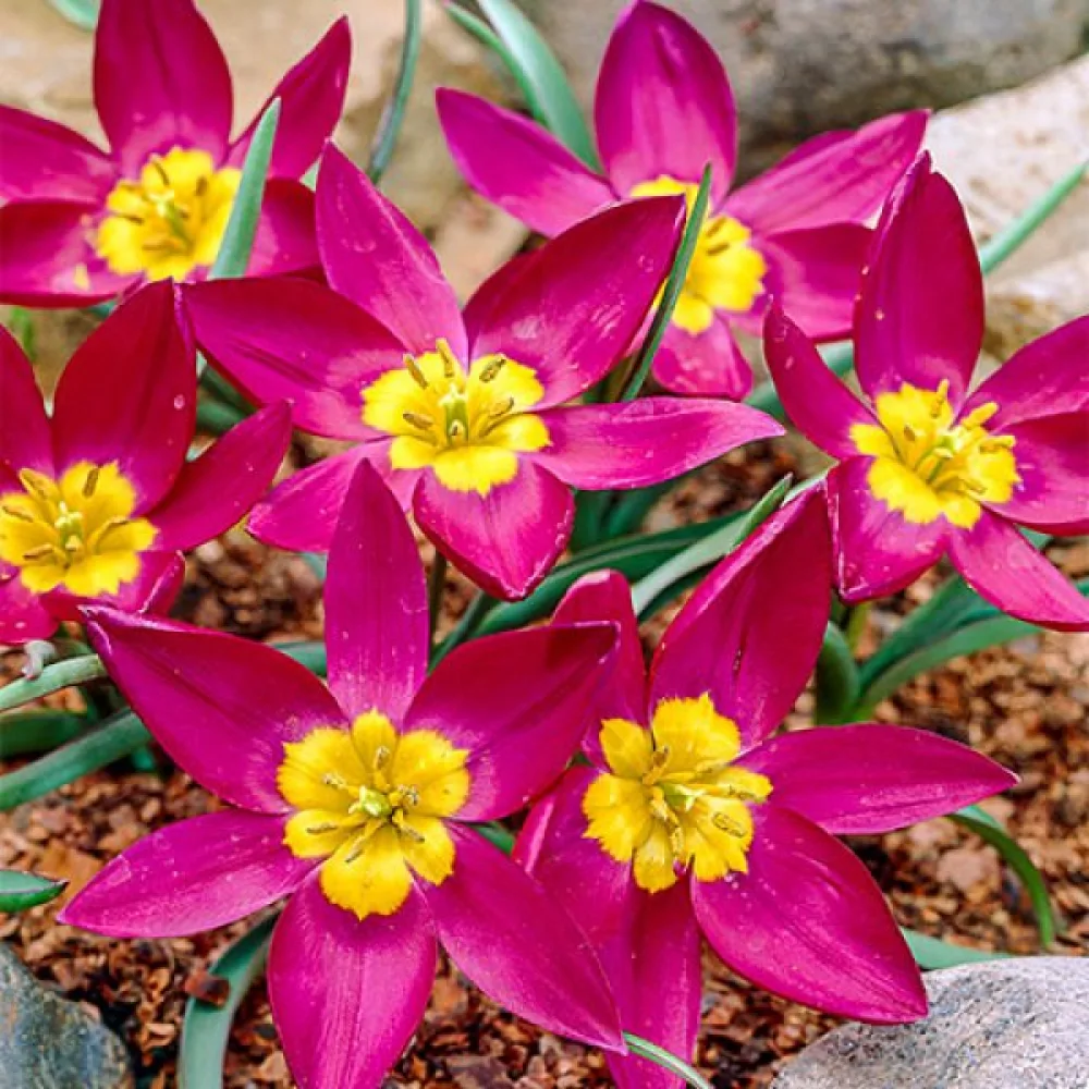 Tulipan Odalisque Pulchella (fioletowy)
