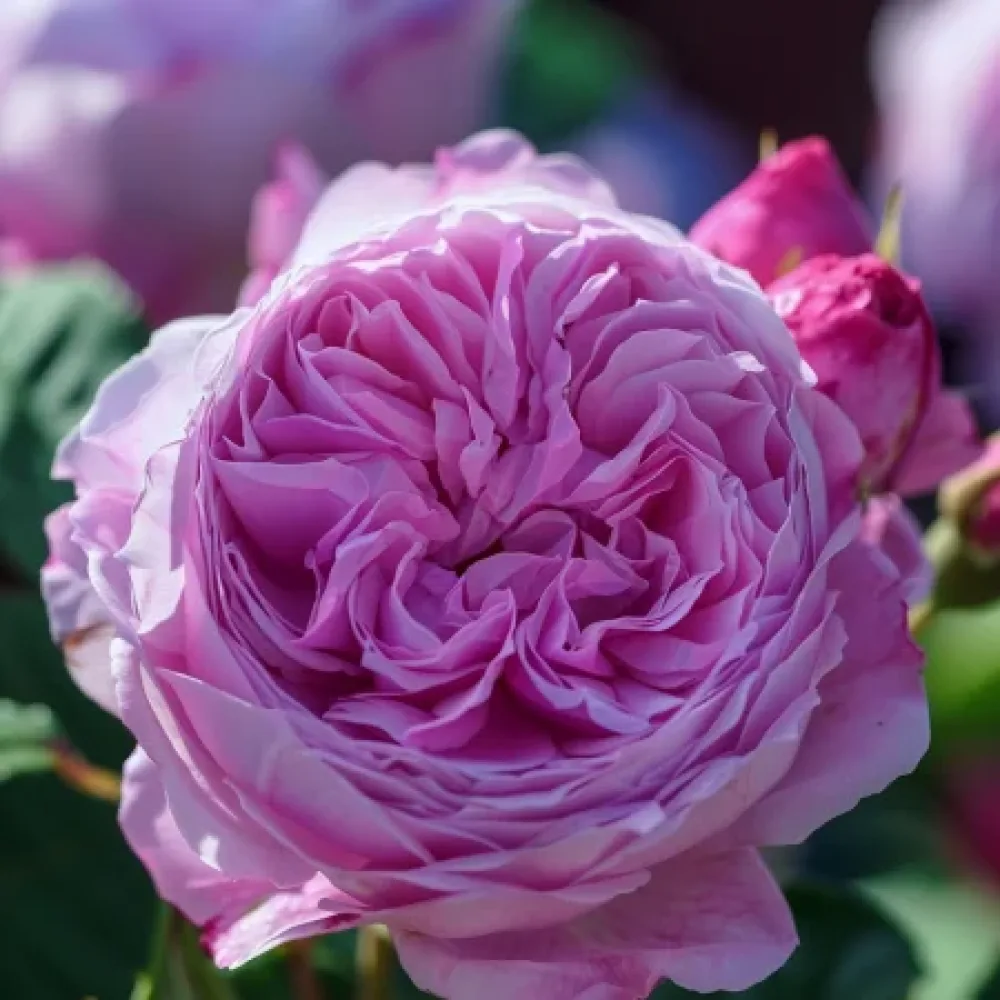 Róża Pink Magic – z gołym korzeniem