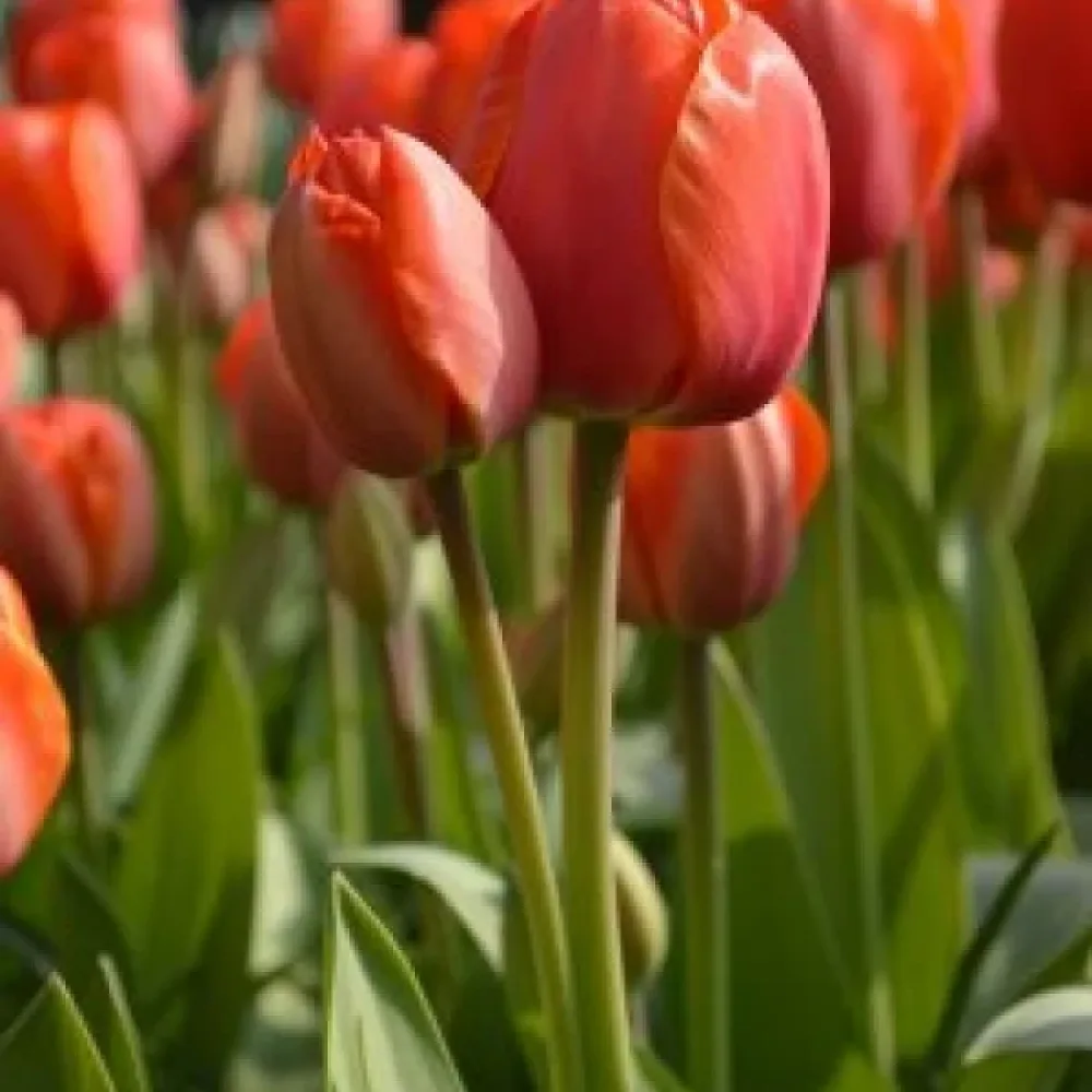 Tulipan Ad Rem (pomarańczowy)