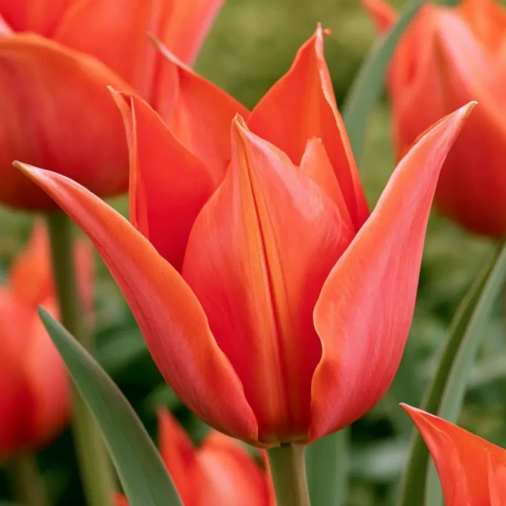 Tulipan Rigas Barikades (fioletowy)