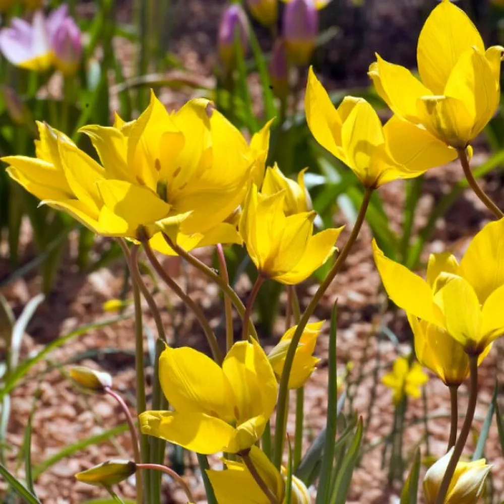 Tulipan Sylvestris (dziki)