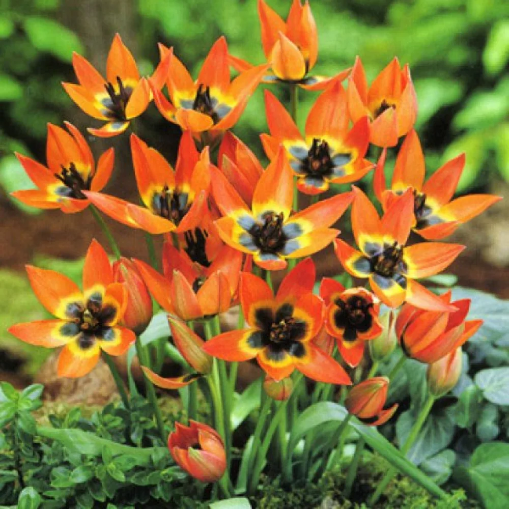 Tulipan Little Princess