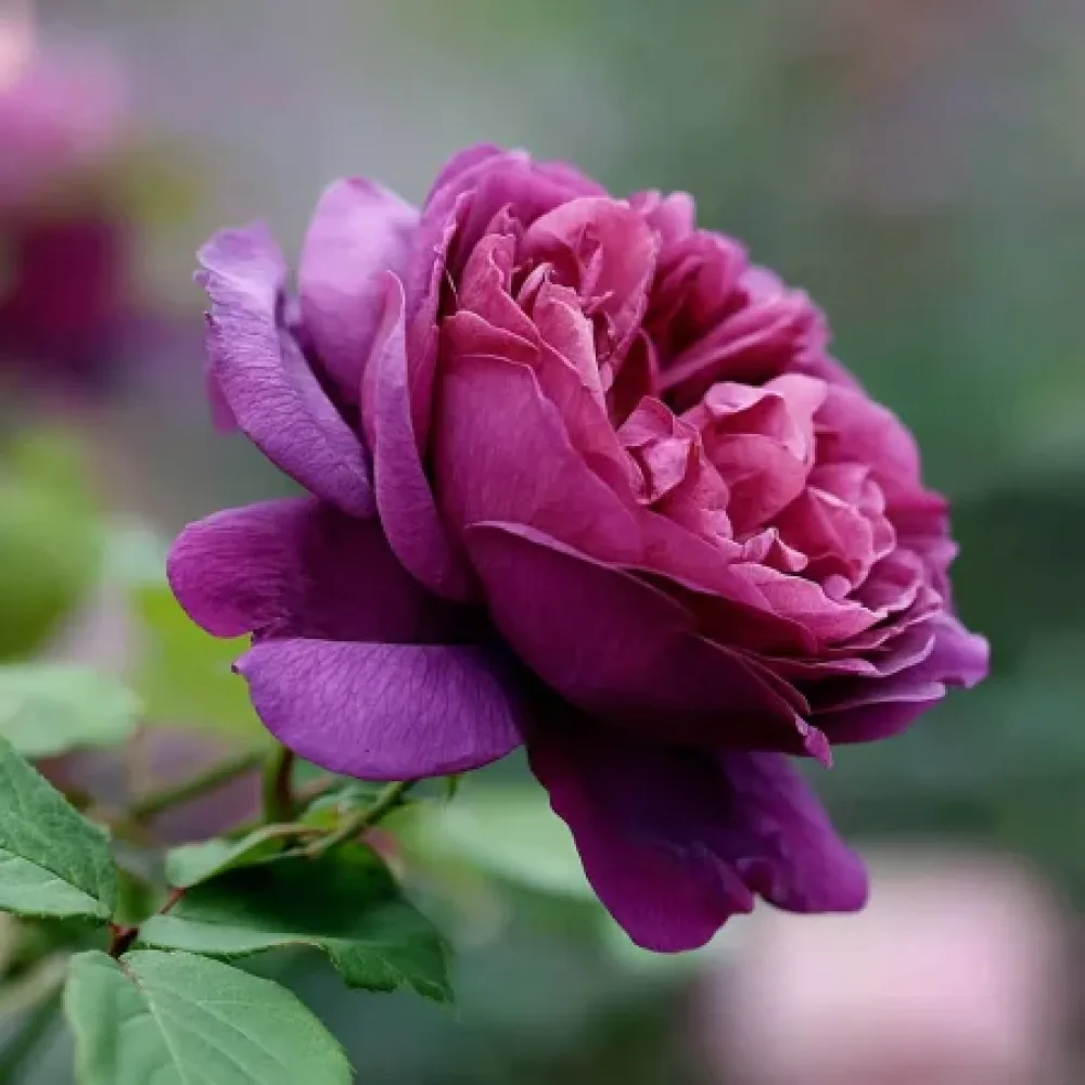 Róża Purple Harmony – z gołym korzeniem