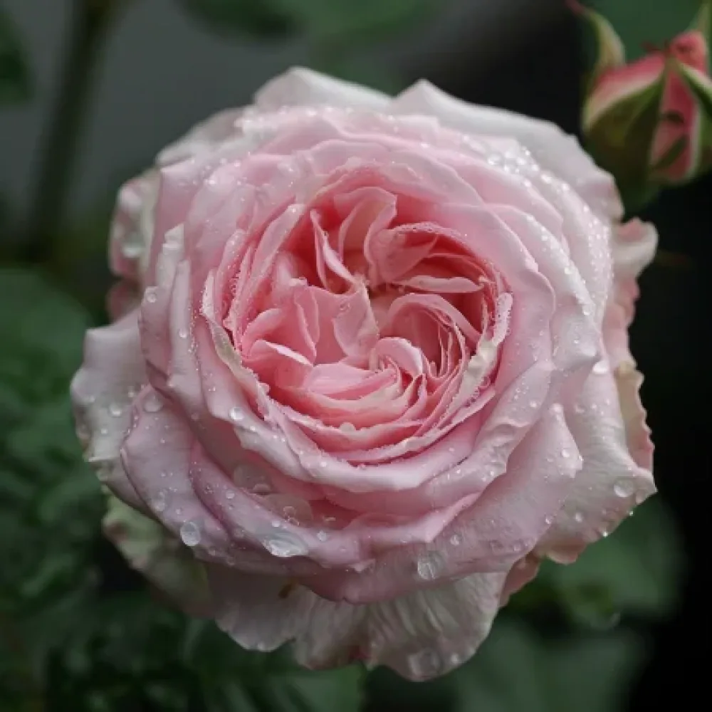 Róża Lightflora – z gołym korzeniem