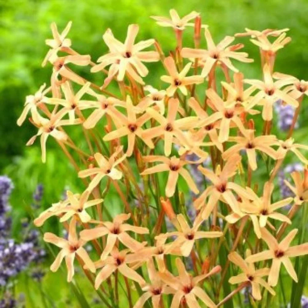 Iksja Paniculata Eos