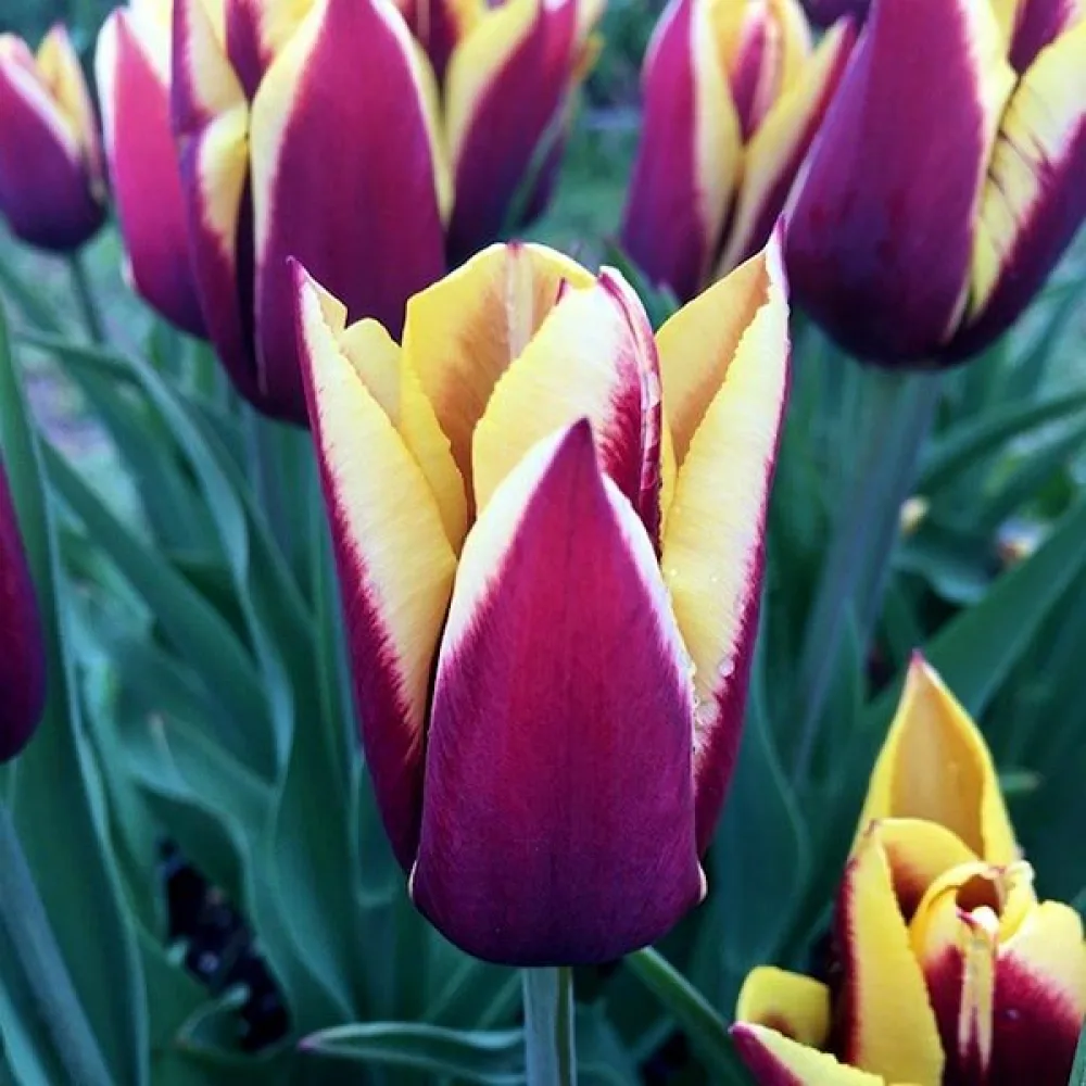 Tulipan Gavota (fioletowy)