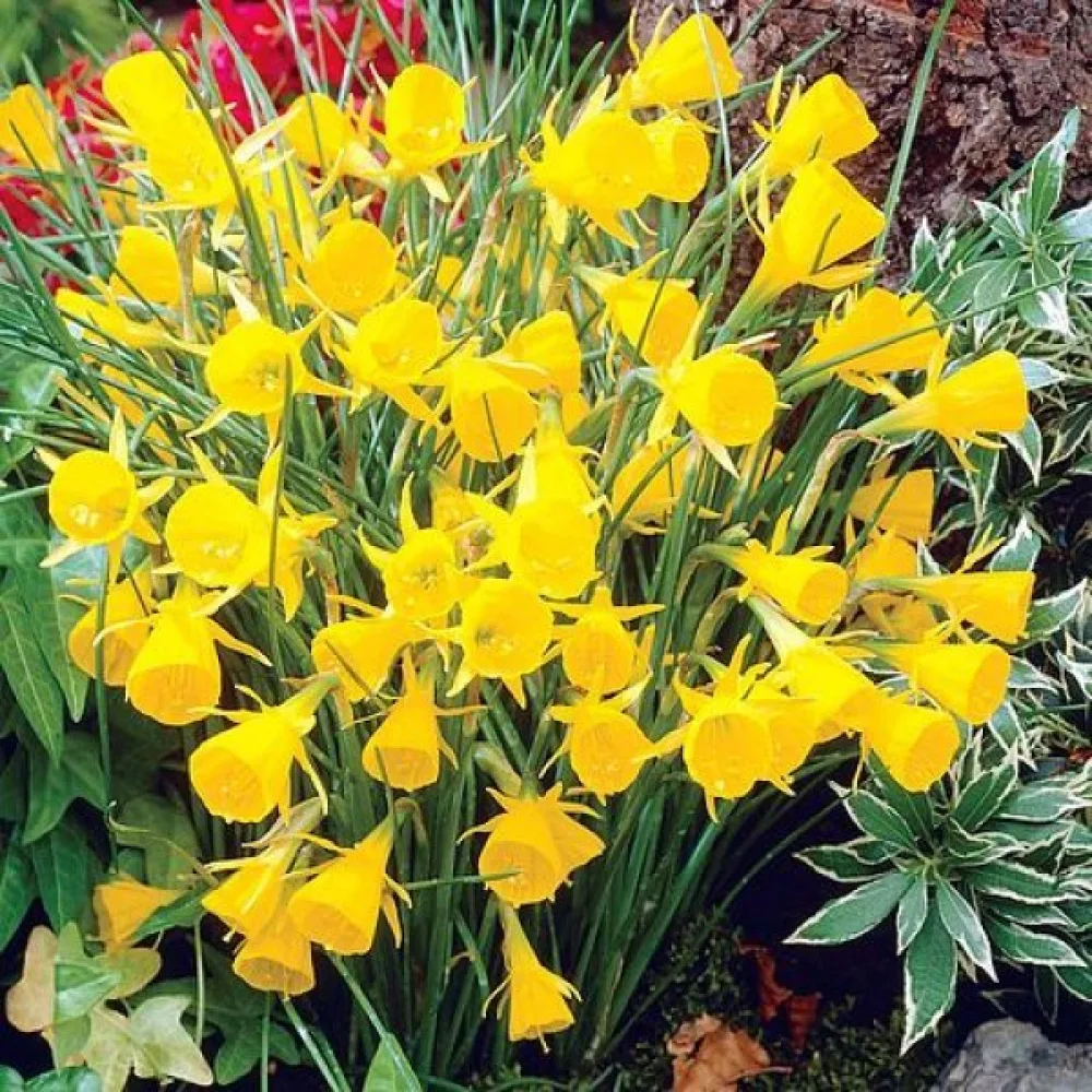 Narcyz Golden Bells bulbocodium