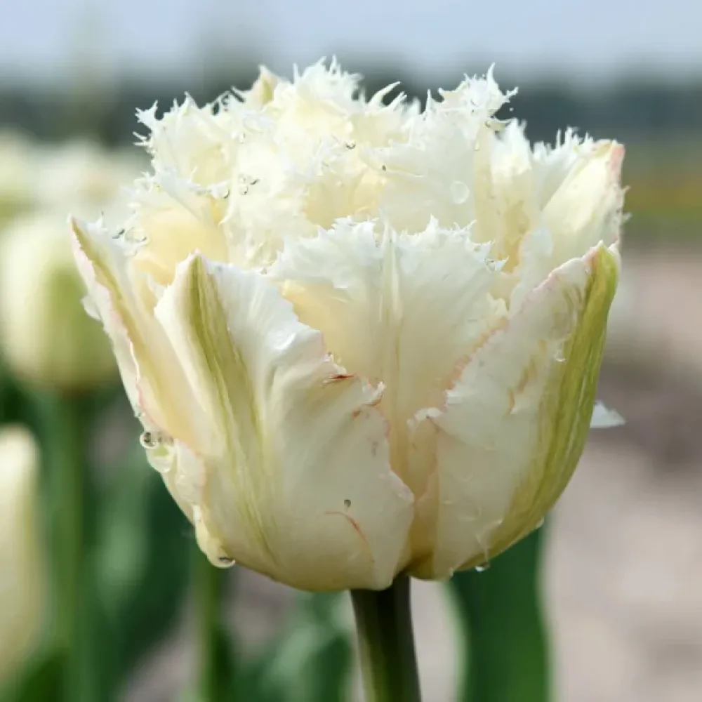 Tulipan Noordeinde (kremowy)