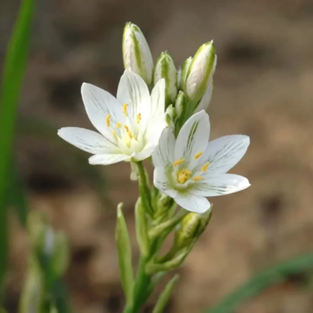 Śniedek Balansae (biała gwiazda)