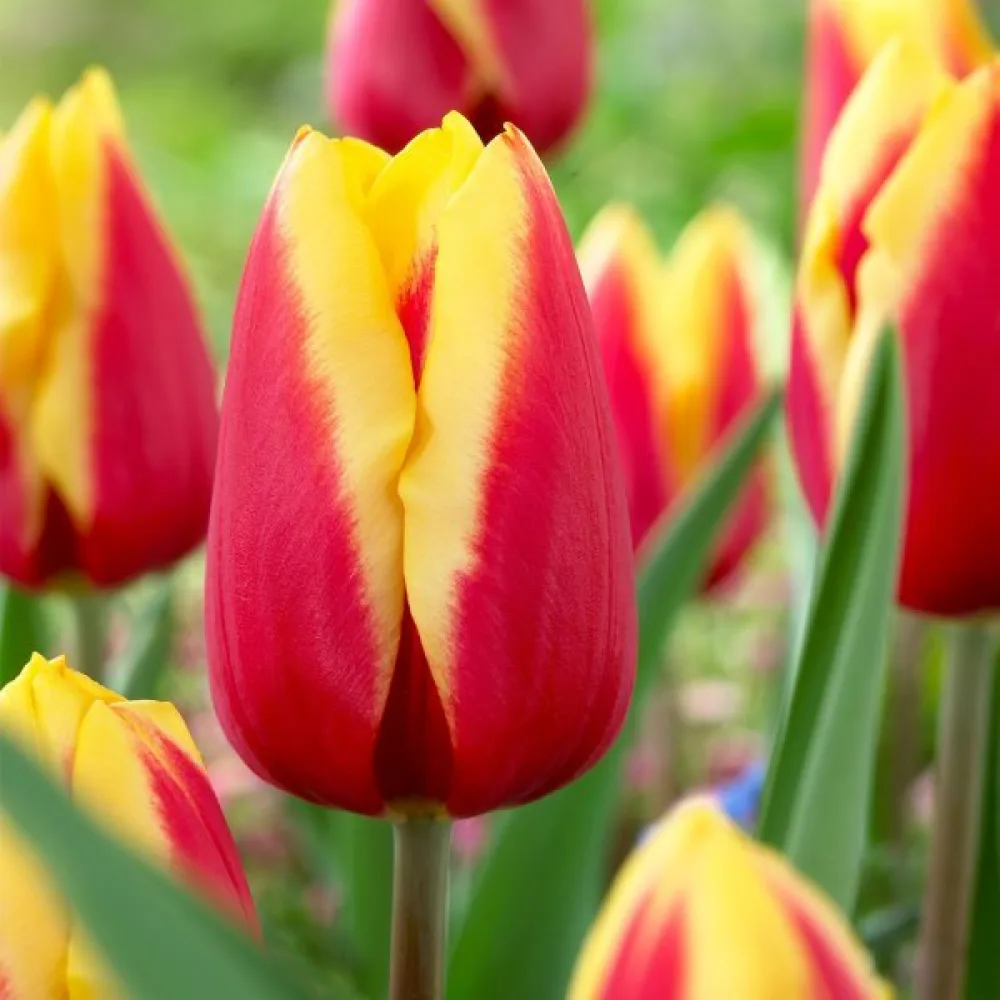 Tulipan JAN SEIGNETTE (czerwony)