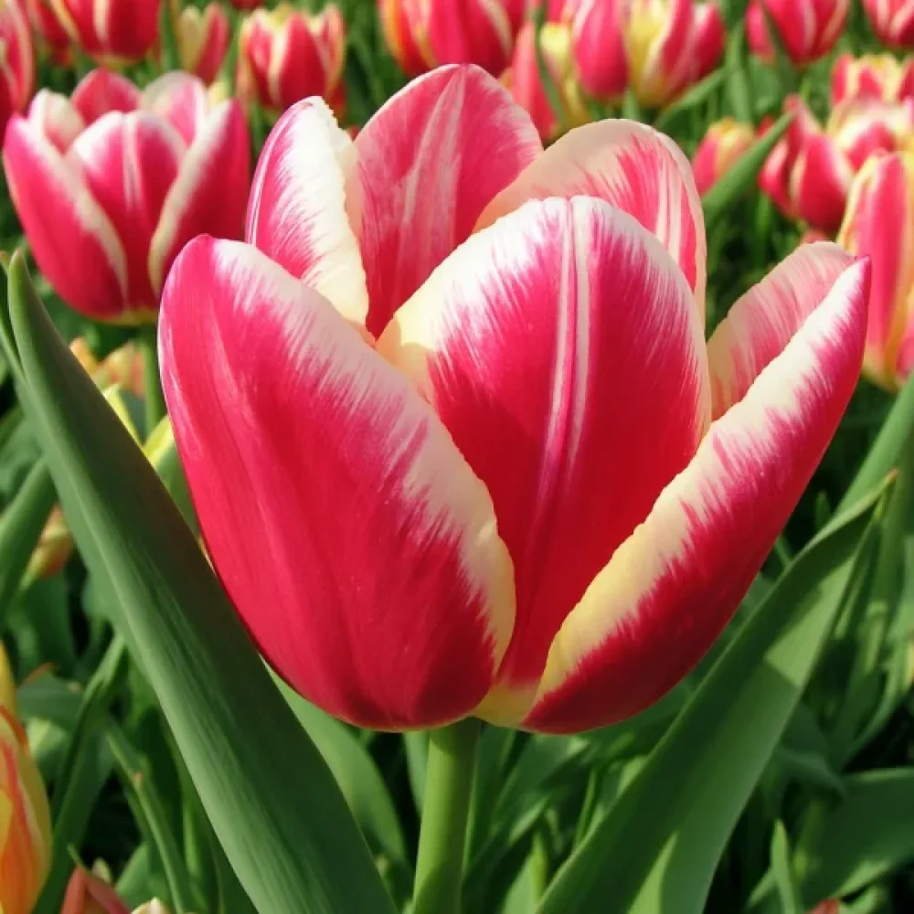 Tulipan One Love (różowy)