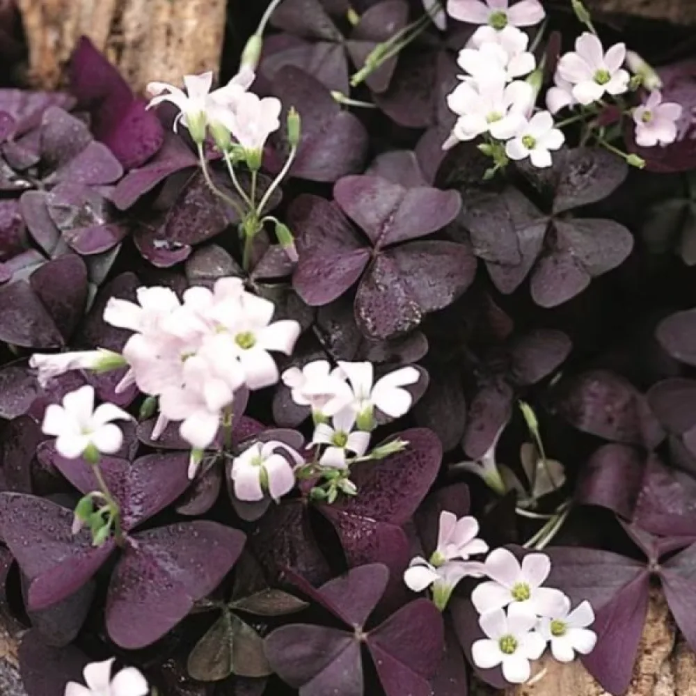 Szczawik Triangularis (różowy)