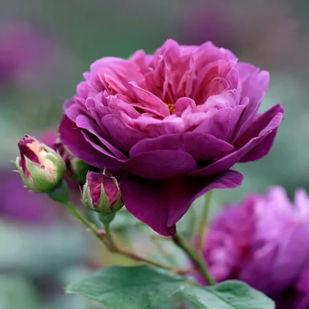 Róża Purple Harmony – z gołym korzeniem