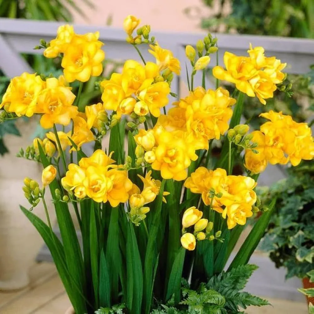 Frezja Double yellow (żółta, pełna)