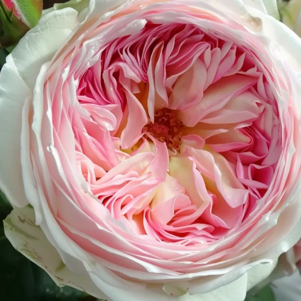 Róża Pink Melody