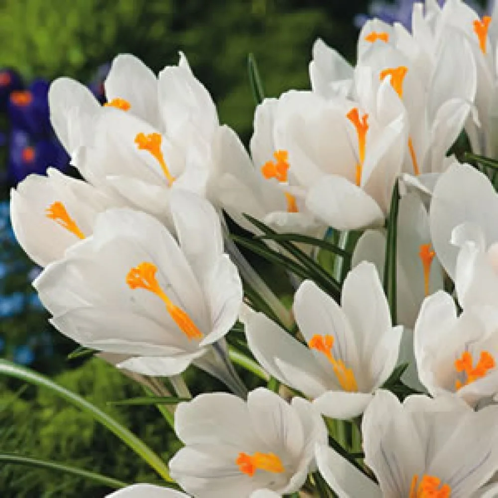 Krokus Jeanne Darc (biały)