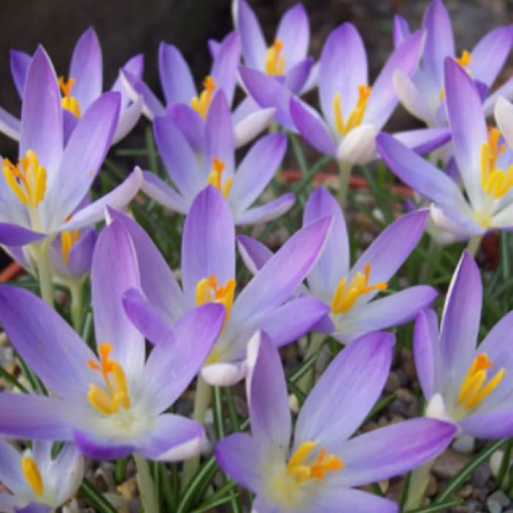 Krokus Lilac Beauty Tommasinianus (liliowy)