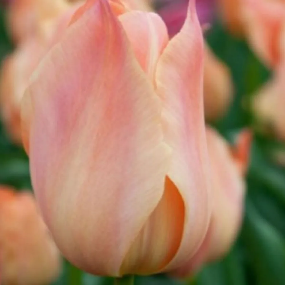 Tulipan Salmon Van Eijk (łososiowy)