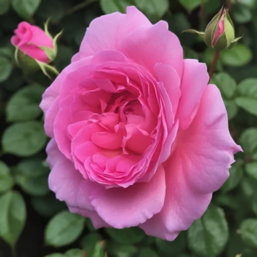 Róża Lavender Embrace – z gołym korzeniem