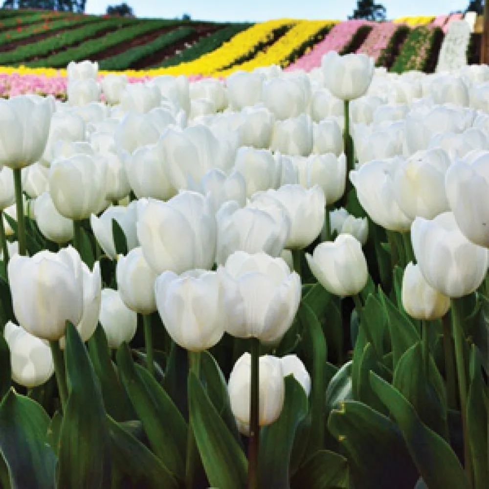 Tulipan Antarctica (biały)