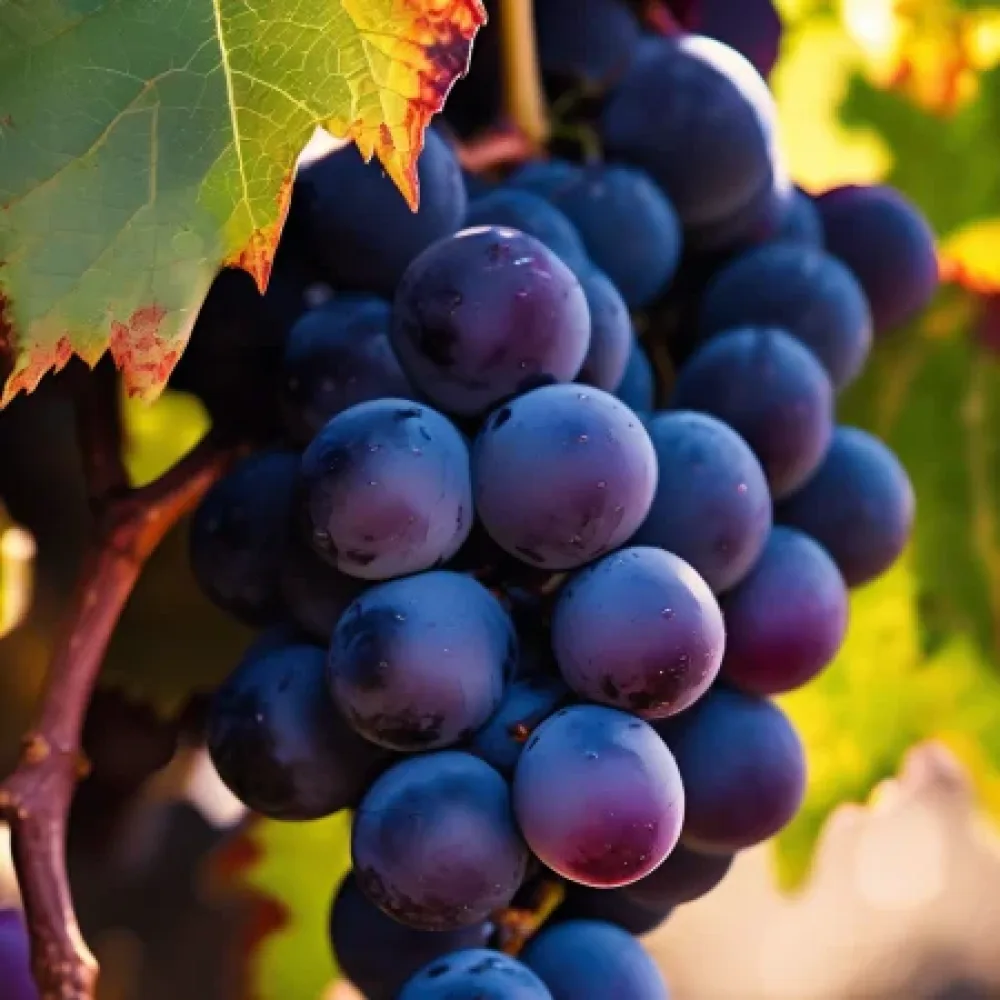 Winorośl odmiana Cabernet Sauvignon – wcześnie dojrzewająca