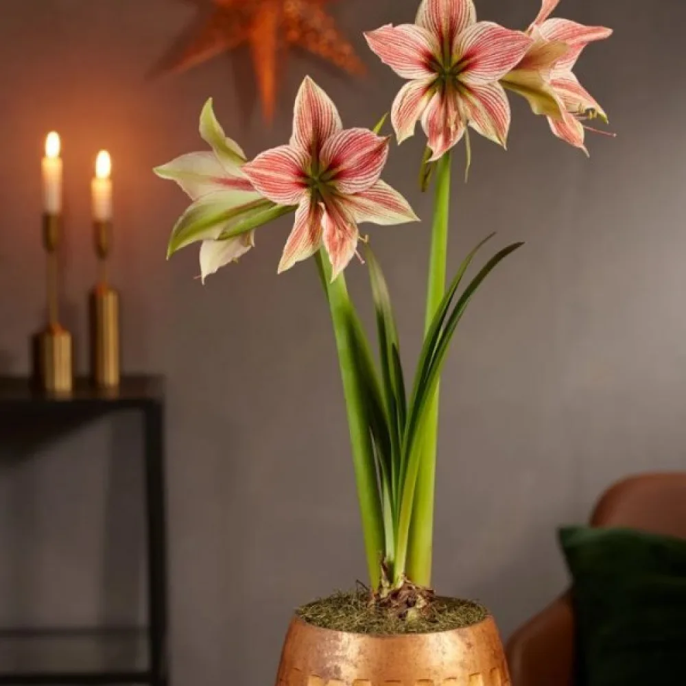 Amarylis Exotic star