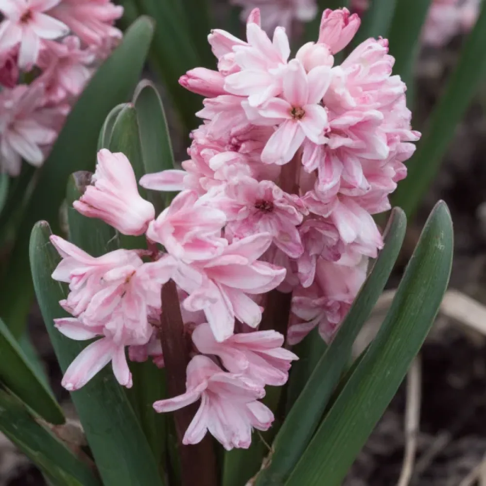 Hiacynt Spring Beauty