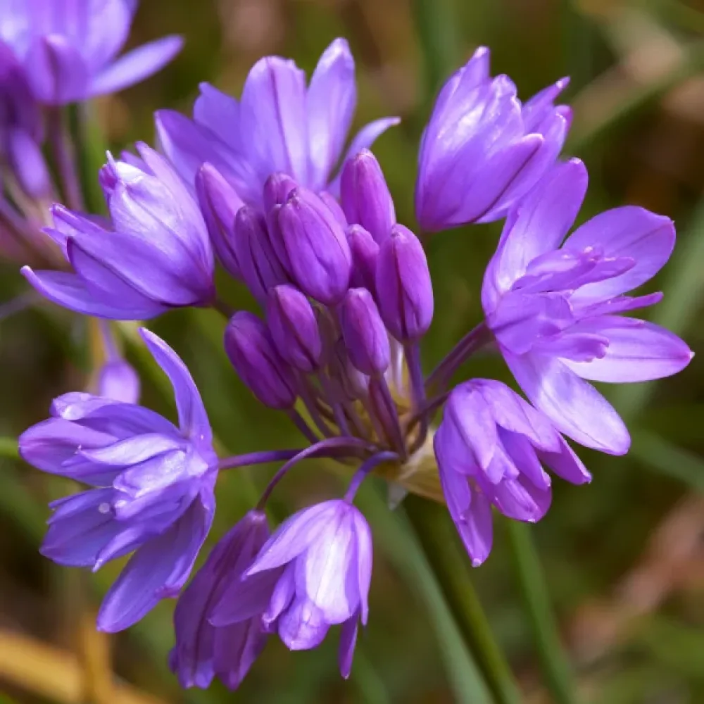 Dichelostemma Congestum