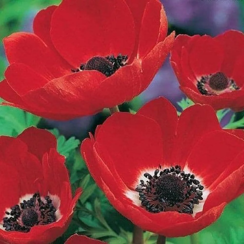 Zawilec Coronaria Hollandia (czerwony)