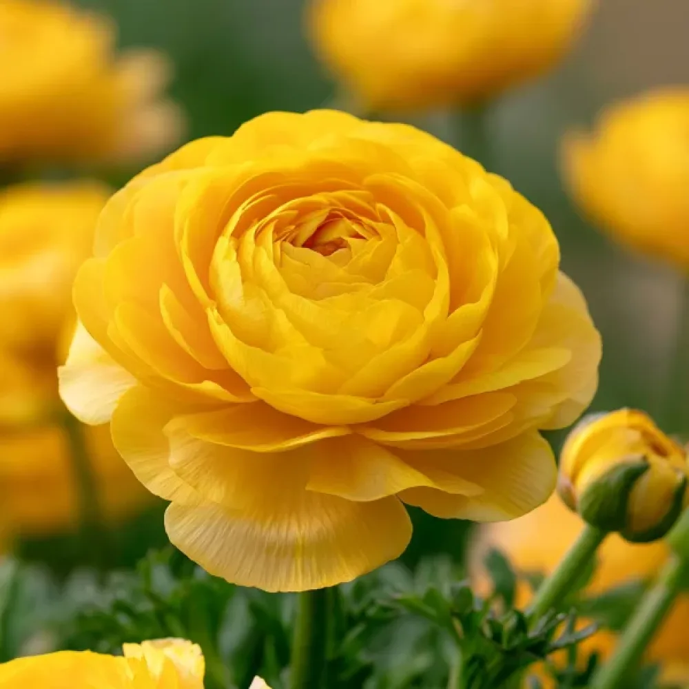 Jaskier Yellow Tomer (żółty)