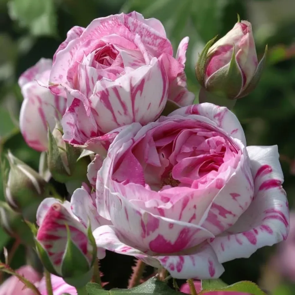 Róża Floral Whirl – z gołym korzeniem