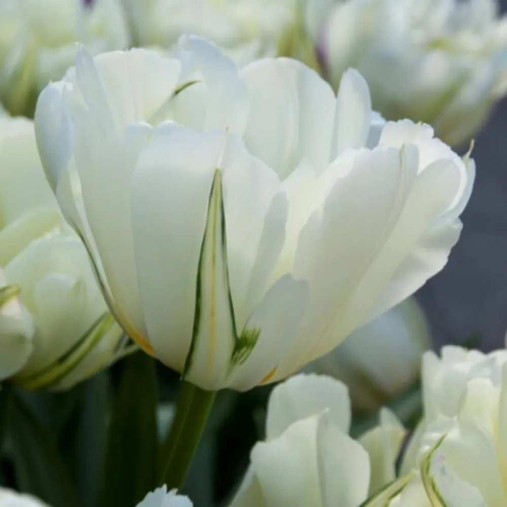 Tulipan Exotic Emperor