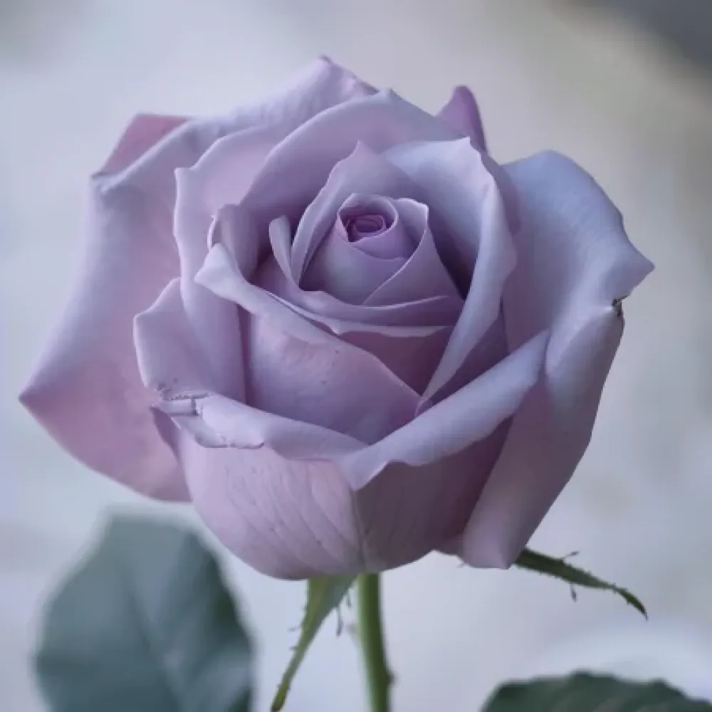 Róża Blooming Symphony – z gołym korzeniem