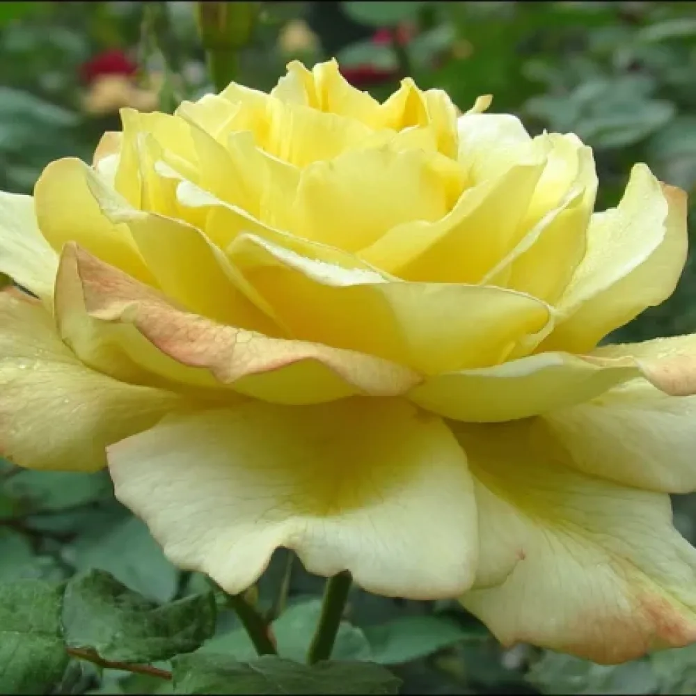 Róża Radiant Gold – z gołym korzeniem