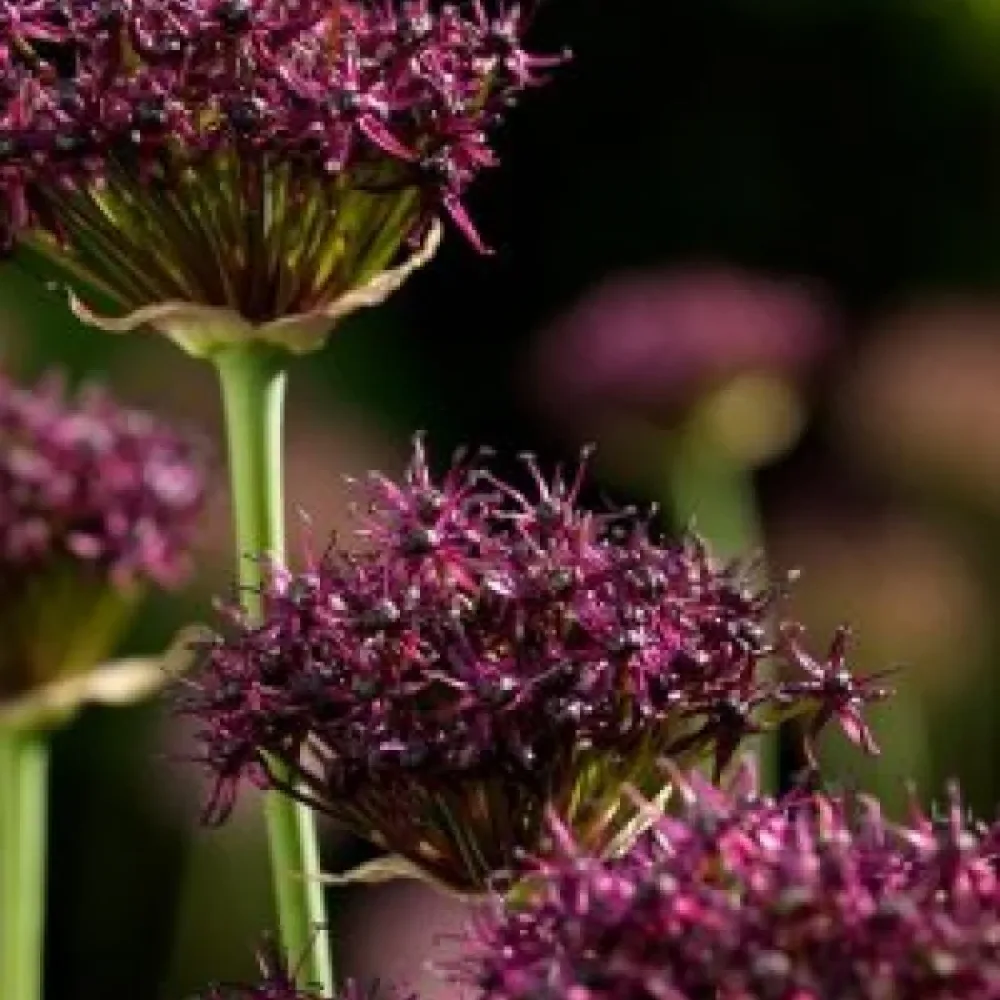 Czosnek ozdobny Atropurpureum (ciemnopurpurowy)