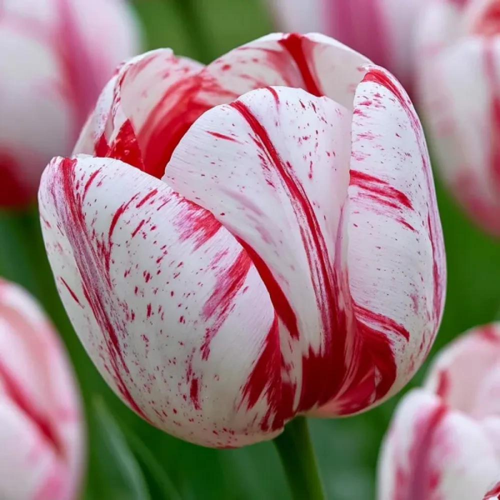 Tulipan One Direction (kremowy)