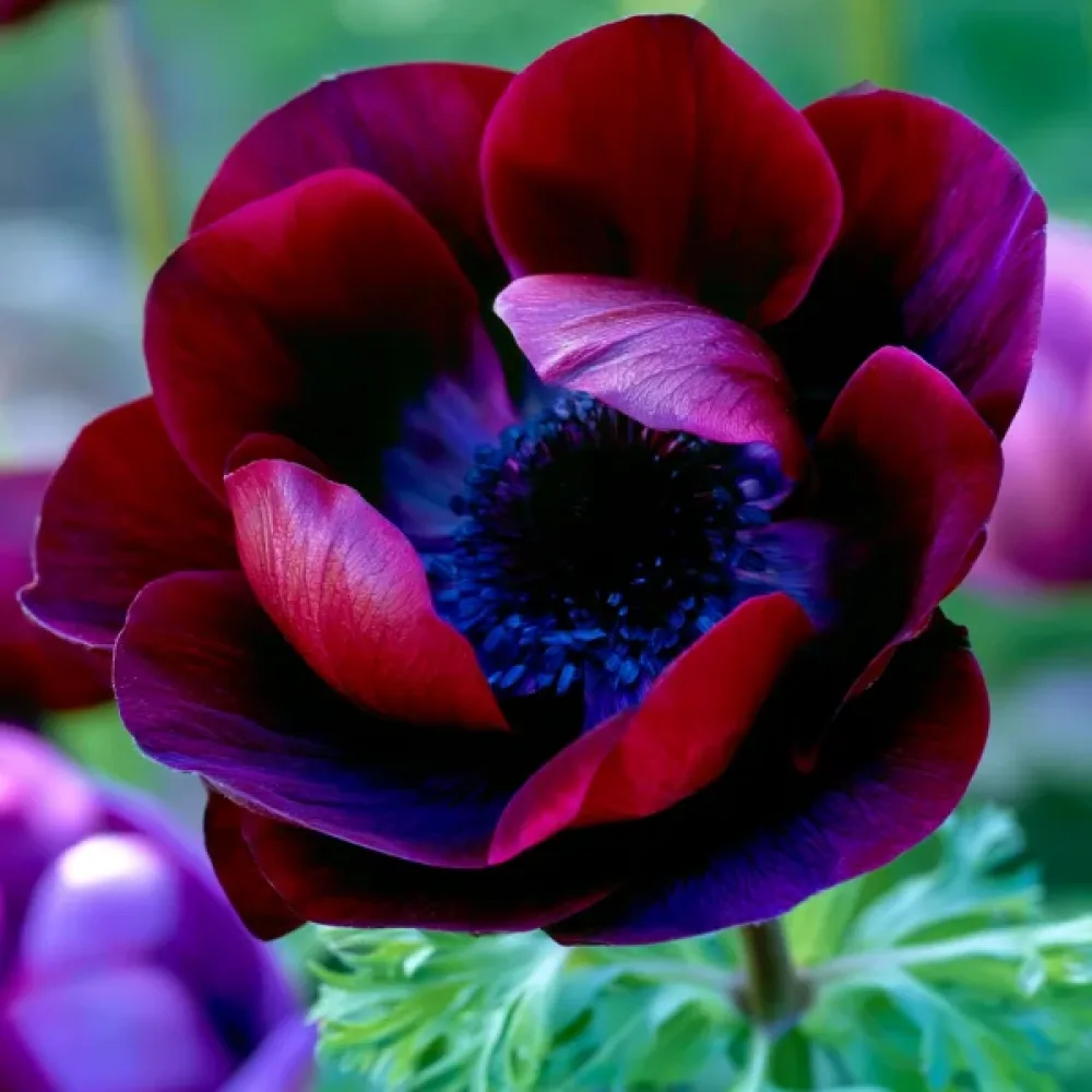 Zawilec Mistral Bordeaux (bordowy)