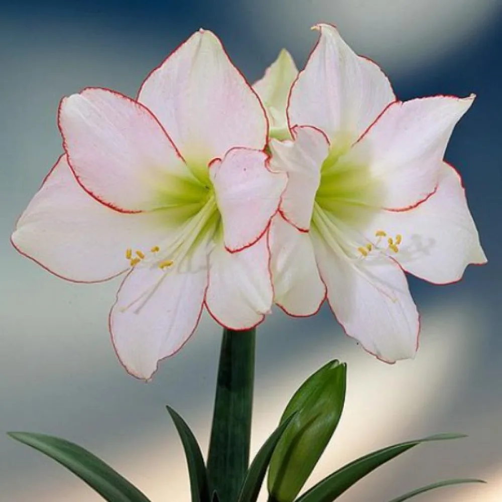 Amarylis Picotee (biały)