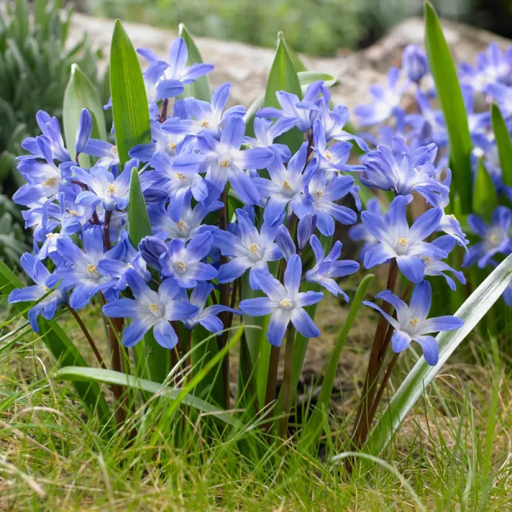 Śnieżnik Blue Giant (niebieski)