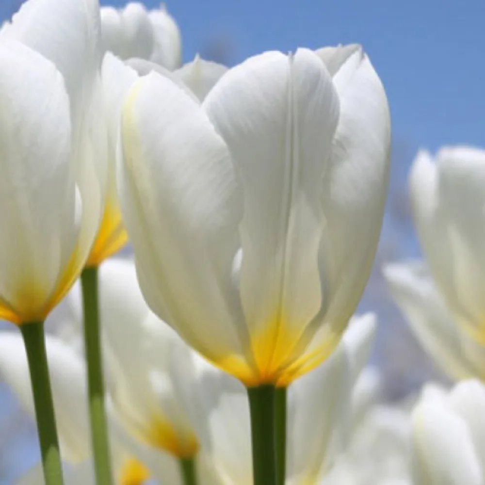 Tulipan Purissima (biały)