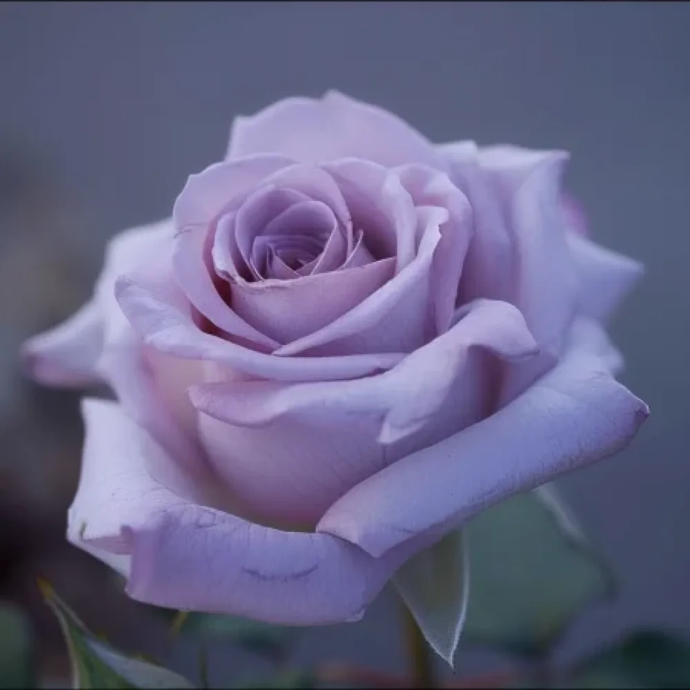 Róża Blooming Symphony – z gołym korzeniem