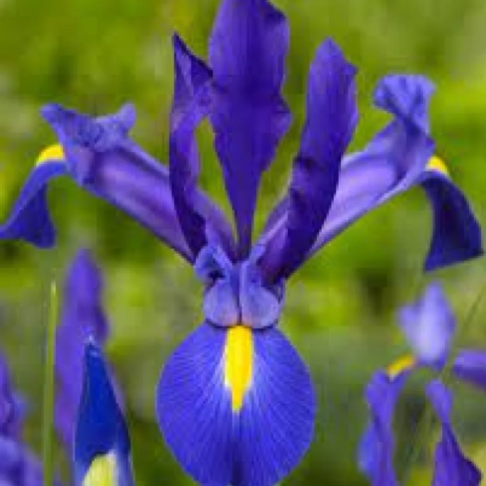 Irys Blue Magic Hollandica (niebieski)