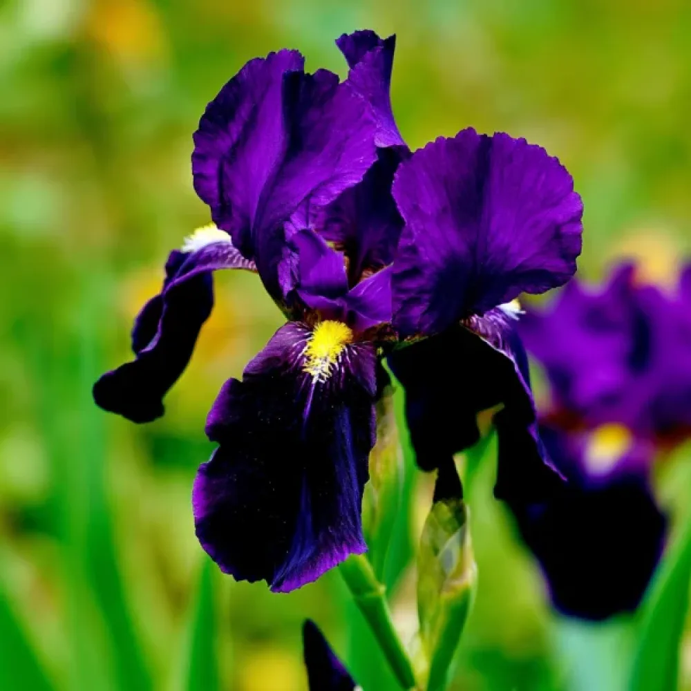 Irys Purple Sensation Hollandica (fioletowy)