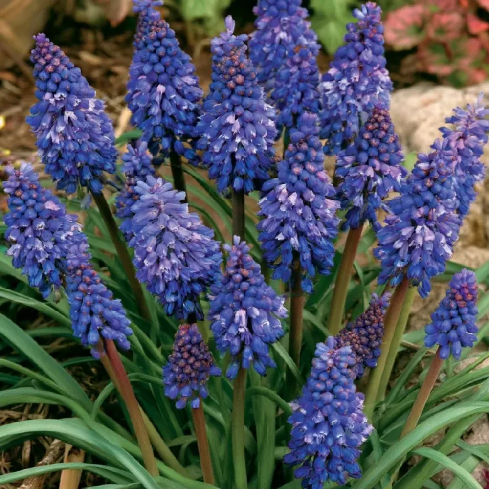 Szafirek Blue Spike Armeniacum (niebieski)