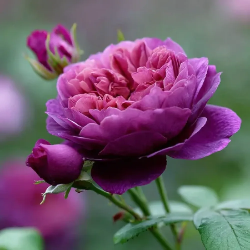 Róża Purple Harmony – z gołym korzeniem