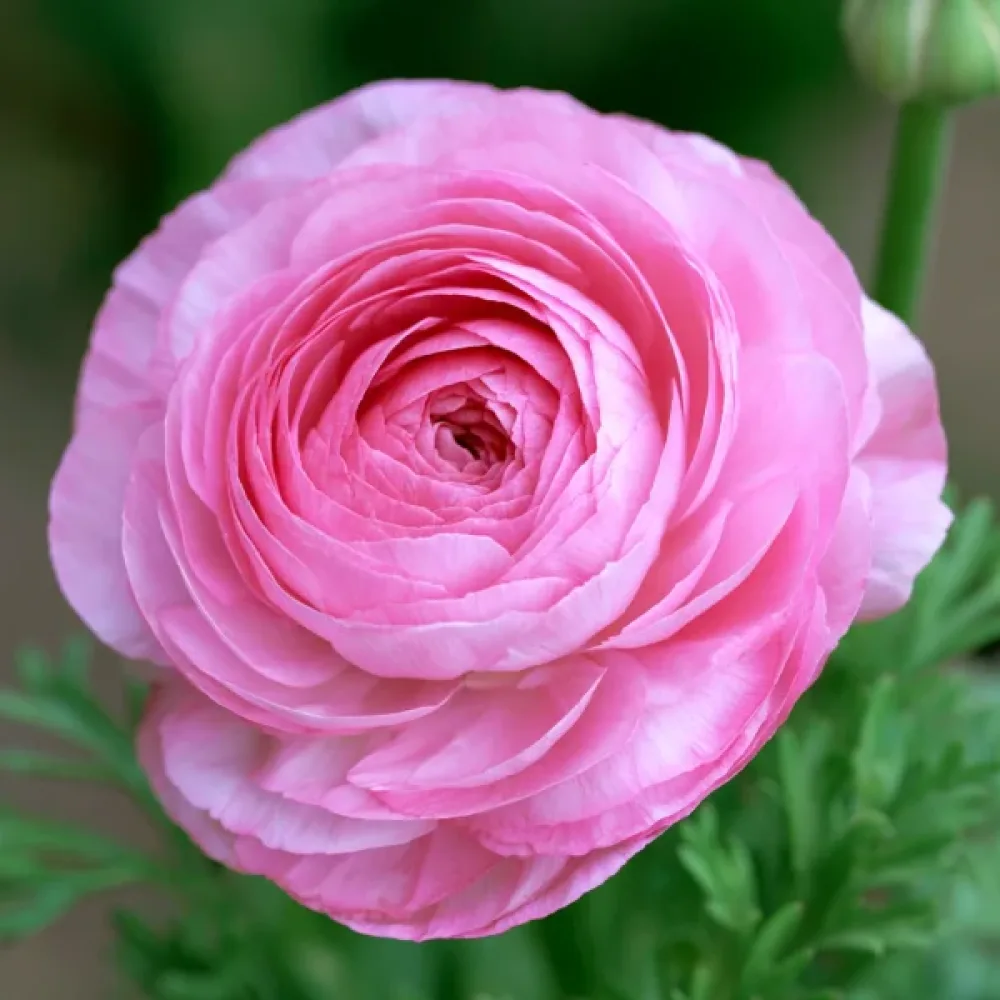 Jaskier Pink Tomer (różowy)