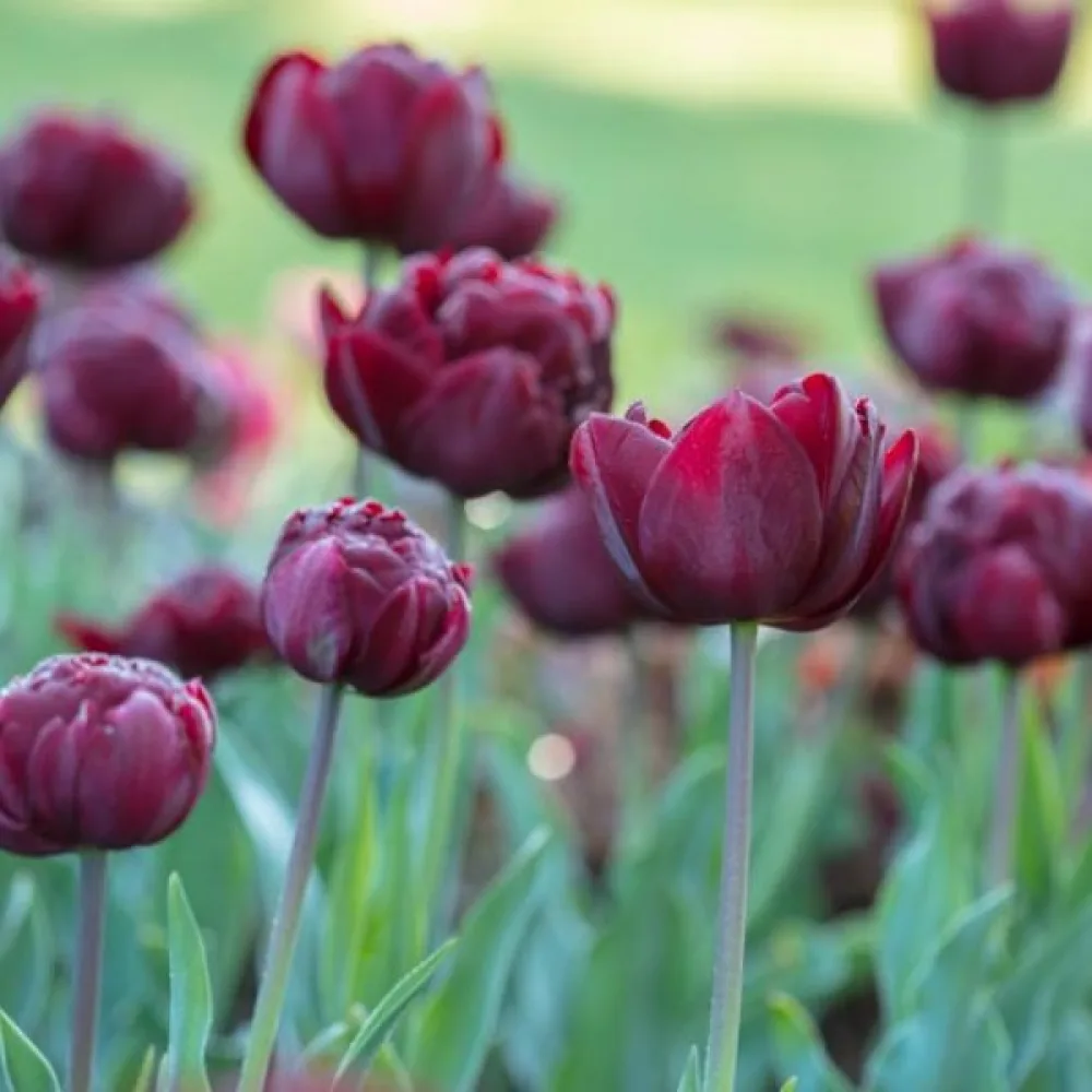 Tulipan Uncle Tom (ciemny)