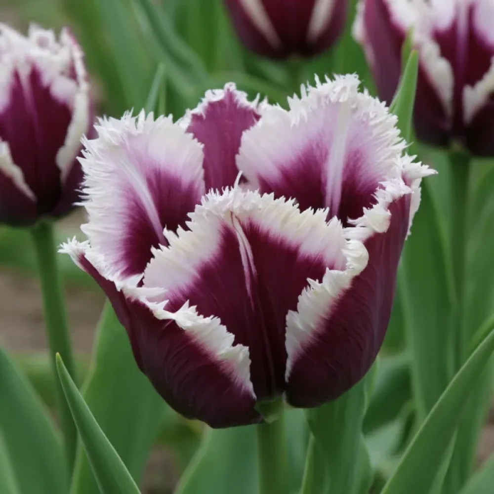 Tulipan Rimini (fioletowy)